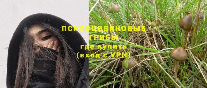 Галлюциногенные грибы Psilocybe  Котельниково 